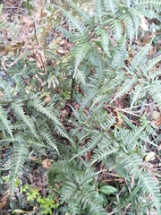 Pteris dispar