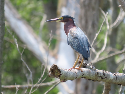Green Heron photographed in Michigan