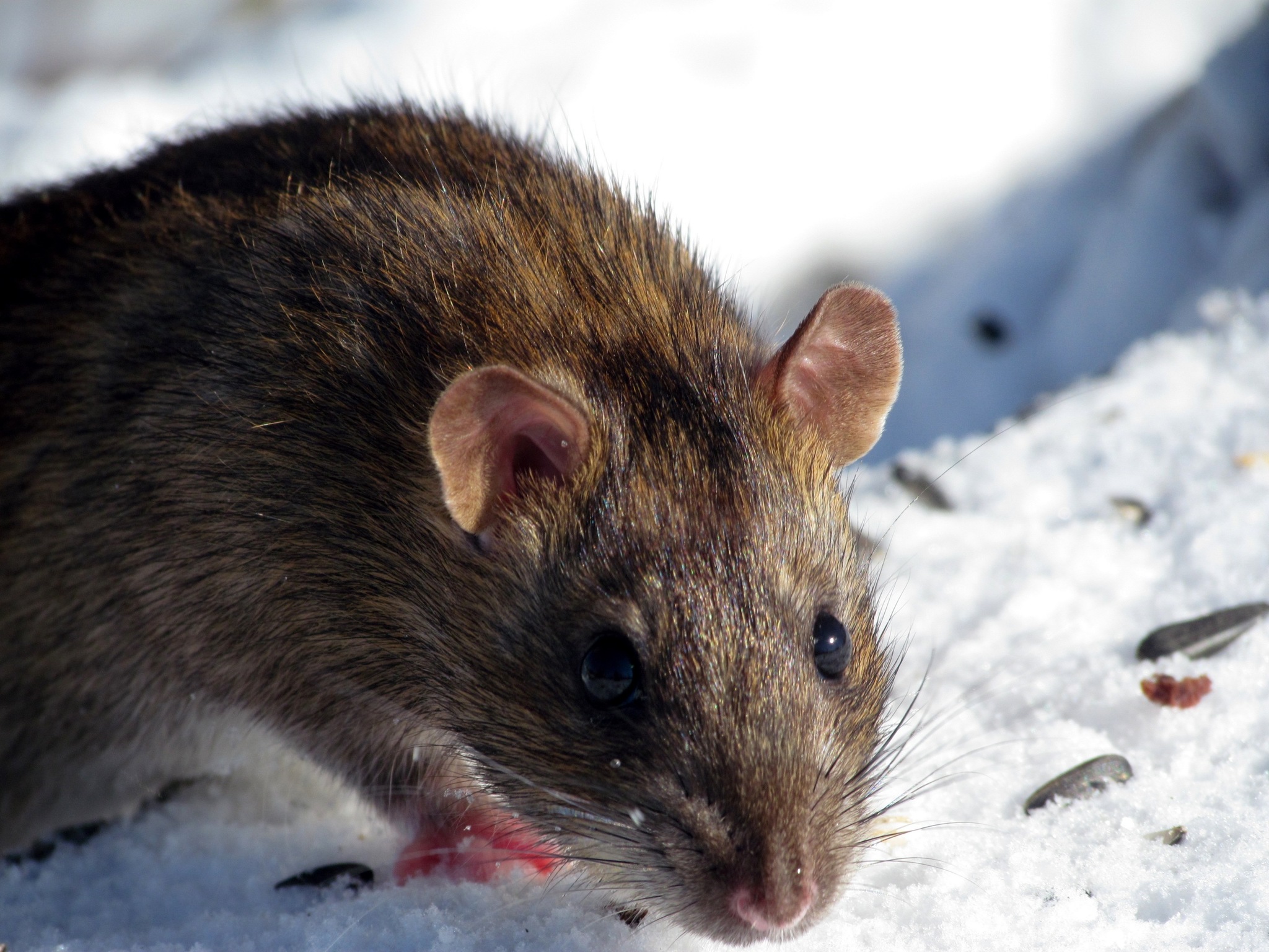 Rat brun (Rattus Norvegicus)