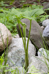 Arisaema stewardsonii
