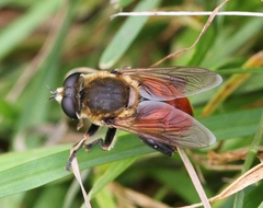 Polydontomyia curvipes