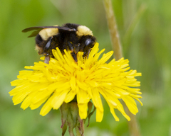 Bombus terricola image