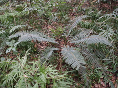 Polystichum fibrillosopaleaceum