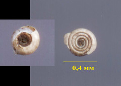 Planorbini