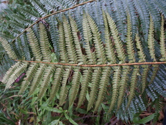Polystichum fibrillosopaleaceum