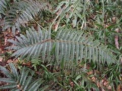 Polystichum fibrillosopaleaceum