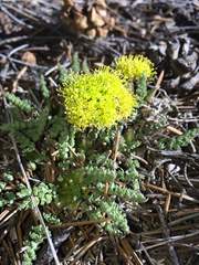 Lomatium eastwoodiae