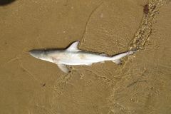 Carcharhinus tilstoni