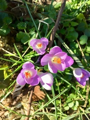 Crocus tommasinianus