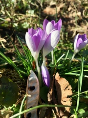 Crocus tommasinianus