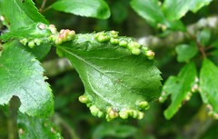 Eriophyes similis
