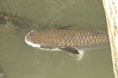 Ellochelon vaigiensis