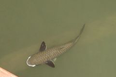 Ellochelon vaigiensis