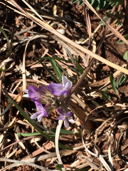 Astragalus lotiflorus