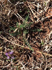 Astragalus lotiflorus