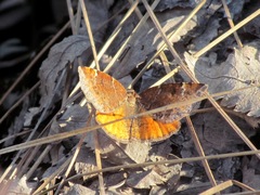 Epirranthis diversata