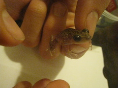 Eleutherodactylus marnockii