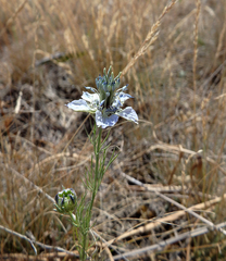 Nigella arvensis