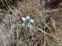 Nigella arvensis