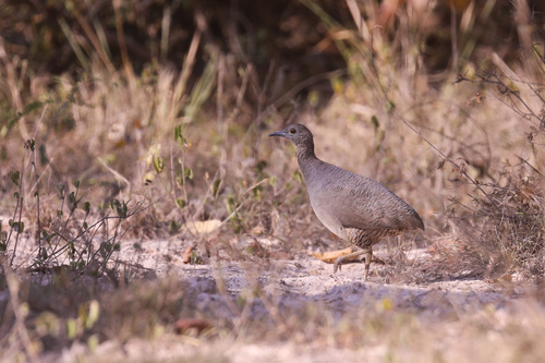 Tinamou vermiculé (Crypturellus undulatus)