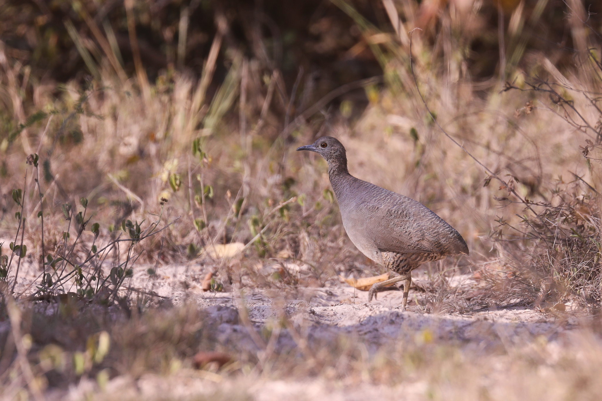 Undulated Tinamou (Crypturellus undulatus)