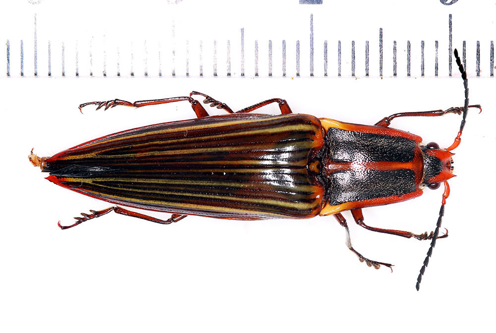 Semiotus punctatostriatus