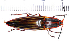 Semiotus punctatostriatus