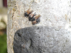 Oxycarenus hyalinipennis