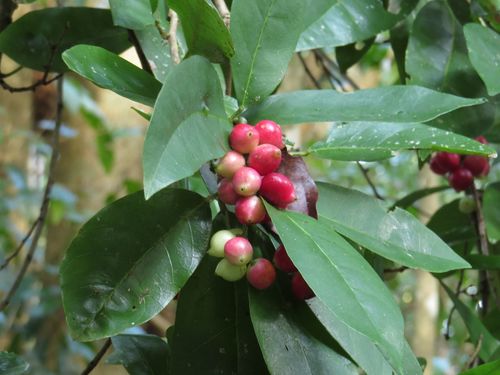 Image of Antidesma bunius by (c) coenobita, some rights reserved (CC BY)