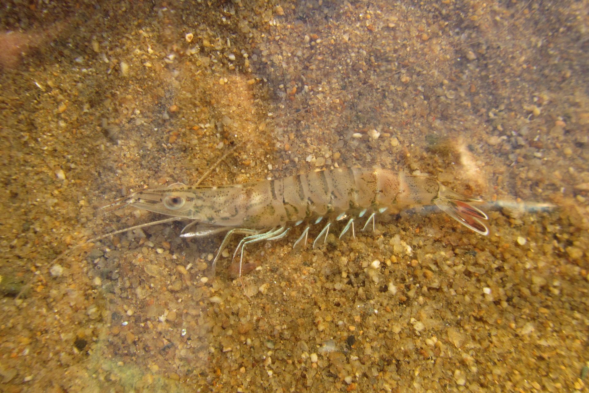 Dendrobranchiata