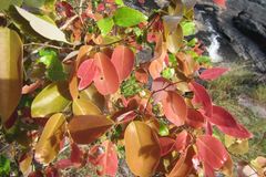 Phyllanthus cuscutiflorus