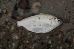 Western Pacific Gizzard Shad photo 5