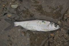 Megalops cyprinoides