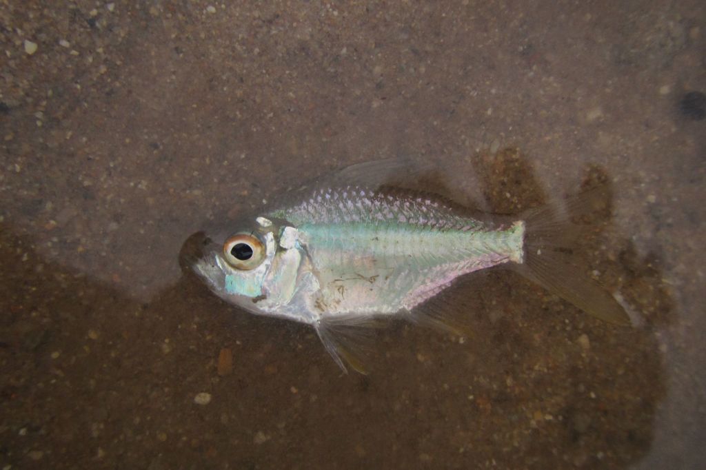 Glassfish
