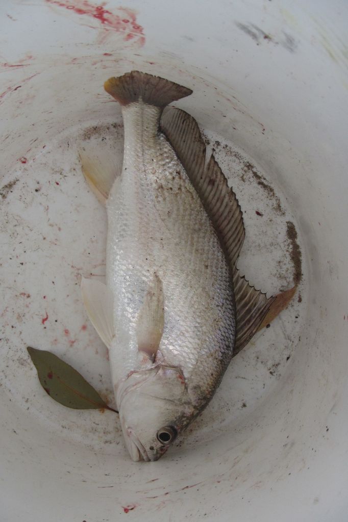 Soldier-Croaker