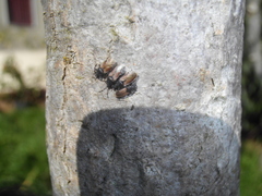 Oxycarenus hyalinipennis