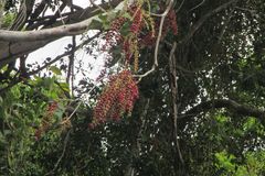 Austrosteenisia