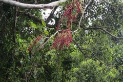 Austrosteenisia