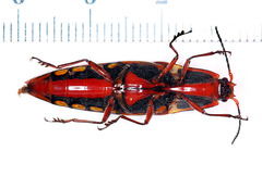 Semiotus punctatostriatus