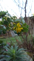 Coronilla valentina