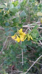 Coronilla valentina