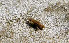 Entomobrya intermedia