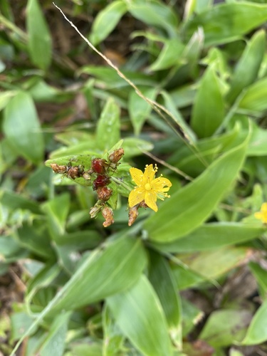 Hypericum kamtschaticum, photograph 5