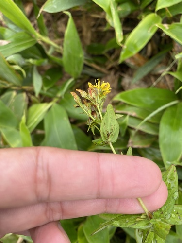 Hypericum kamtschaticum, photograph 6