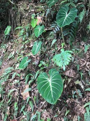 Philodendron gloriosum