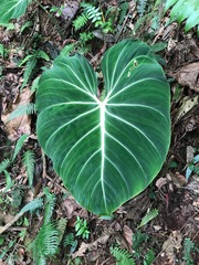 Philodendron gloriosum