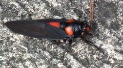 Huechys sanguinea