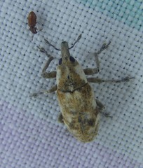 Hypolixus mastersii