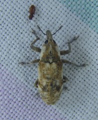 Hypolixus mastersii