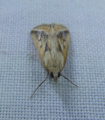 Achyra massalis